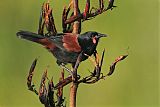 North Island Saddleback